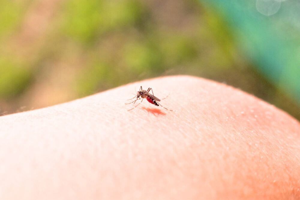 蚊に刺されている画像